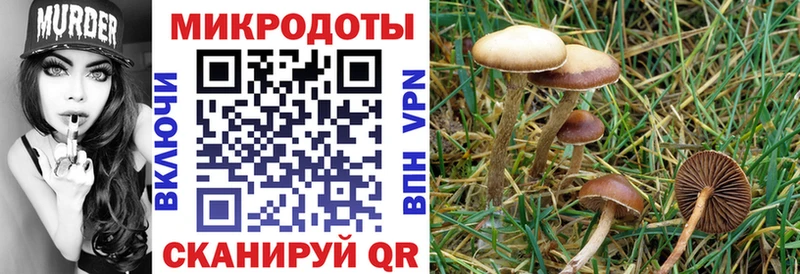 Галлюциногенные грибы Psilocybe  Купить где  Канаш 